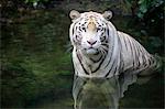 Indian Tiger White Form, White tiger, Bengal tiger, (Panthera tigris tigris), adult in water, India, Asia