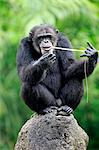 Chimpanzee, (Pan troglodytes troglodytes), adult male using tool, feeding, Africa