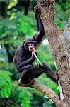 Chimpanzee, (Pan troglodytes troglodytes), subadult on tree feeding, Africa