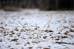 Snowy Owl, (Nyctea scandiaca), adult in snow starts flying, in winter, Zdarske Vrchy, Bohemian-Moravian Highlands, Czech Republic