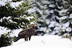 Golden Eagle, (Aquila chrysaetos), adult in snow, in winter, on ground, Zdarske Vrchy, Bohemian-Moravian Highlands, Czech Republic