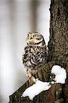 Little owl, (Athene noctua), adult on branch in snow in winter alert, Zdarske Vrchy, Bohemian-Moravian Highlands, Czech Republic