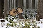 Eagle Owl, (Bubo bubo), adult flying in winter, in snow, Zdarske Vrchy, Bohemian-Moravian Highlands, Czech Republic