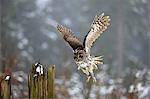 Tawny Owl, (Strix aluco), adult landing on branch in winter, Zdarske Vrchy, Bohemian-Moravian Highlands, Czech Republic