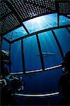 Divers photographing sharks from shark cage