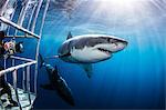 Diver photographing sharks from shark cage