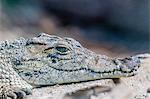 Captive Cuban crocodile (Crocodylus rhombifer), a small species of crocodile endemic to Cuba, West Indies, Central America