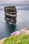 Downpatrick Head with flowers in the foreground, Ballycastle, County Mayo, Connacht province, Republic of Ireland, Europe