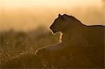 A lion (Panthera leo) resting on a termite mound at sunset, East Africa, Africa