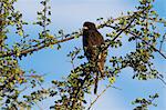 A melanistic Gabar goshawk (Micronisus gabar), on a tree top, Tsavo, Kenya, East Africa, Africa