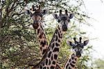 Three Maasai giraffes (Giraffa camelopardalis tippelskirchi) looking at the camera, Tsavo, Kenya, East Africa, Africa