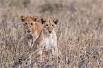 Two lion cubs (Panthera leo), one looking at the camera, Tsavo, Kenya, East Africa, Africa