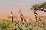 Three Maasai giraffes (Giraffa camelopardalis tippelskirchi), in a dust storm, Tsavo, Kenya, East Africa, Africa