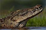 Nile crocodile (Crocodylus niloticus), Zimanga Private Game Reserve, KwaZulu-Natal, South Africa, Africa