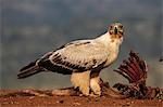 Tawny eagle (Aquila rapax) on carcass, Zimanga Private Game Reserve, KwaZulu-Natal, South Africa, Africa