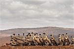 Whitebacked vultures (Gyps africanus) feeding, Zimanga Private Game Reserve, KwaZulu-Natal, South Africa, Africa