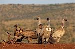 Whitebacked vultures (Gyps africanus) at carcass, Zimanga Private Game Reserve, KwaZulu-Natal, South Africa, Africa