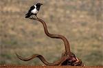 Pied crow (Corvus albus), Zimanga Private Game Reserve, KwaZulu-Natal, South Africa, Africa