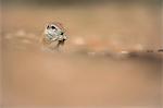 Ground squirrel (Xerus inauris), Kgalagadi Transfrontier Park, Northern Cape, South Africa, Africa