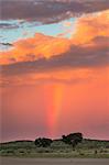 Sunset and storm over Kgalagadi Transfrontier Park, Northern Cape, South Africa, Africa