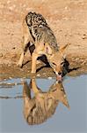 Blackbacked jackal (Canis mesomelas) drinking, Kgalagadi Transfrontier Park, Northern Cape, South Africa, Africa