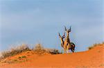 Greater kudu (Tragelaphus strepsiceros) on dunes, Kgalagadi Transfrontier Park, Northern Cape, South Africa, Africa