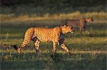 Cheetah (Acinonyx jubatus), Kgalagadi Transfrontier Park, Northern Cape, South Africa, Africa