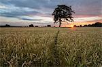 Wheat field and pine tree at sunset, near Chipping Campden, Cotswolds, Gloucestershire, England, United Kingdom, Europe