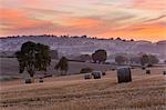 Round hay bales in stubble field at dawn, Chipping Campden, Cotswolds, Gloucestershire, England, United Kingdom, Europe