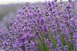 Bunch of scented flowers in the lavender fields