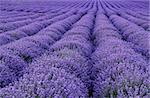 exciting landscape of blooming lavender rows like carpet