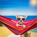 chihuahua dog relaxing on a fancy red  hammock with sunglasses