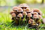 Group of fresh natural edible mushrooms in autumn forest on green grass background. No filters applied
