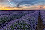 Beautiful landscape of lavender fields at sunset with dramatic sky