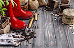 Garden red boot with seedlings tomato ground in pot glove and tools on old wooden board rustic style. Copyspace.