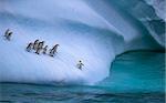 The colony of penguins approaches the water. One penguin stands on the slope of the iceberg near the water. A group of penguins are on an iceberg.