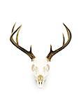 A whitetailed deer buck antlers and skull european mount on a white background.