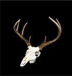 A whitetailed deer buck antlers and skull european mount on a black background.