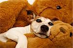 jack russell terrier dog resting  having  a siesta  on his bed with his teddy bear,   tired and sleepy