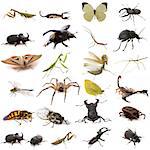 group of european insects in front of white background