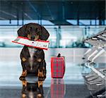 holiday vacation dachshund sausage dog waiting in airport terminal ready to board the airplane or plane at the gate, luggage or bag to the side