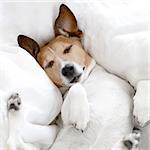 jack russell dog  sleeping on the blanket in bed in   bedroom, ill ,sick or tired, eyes closed