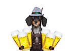 bavarian dachshund or sausage  dog holding  couple of beer mugs   isolated on white background , ready for the beer party celebration festival in munich