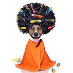 afro look dog with very big curly black hair , or wig  wearing orange hairdressers towel , isolated on white background