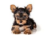 Puppy Yorkshire Terrier on a light background