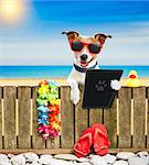 jack russel dog resting and relaxing on a wall or fence at the  beach  ocean shore, on summer vacation holidays, reading a tablet ebook  digital screen