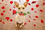 chihuahua dog in love on valentines day, rose in mouth, with sunglasses and cool gesture,isolated on wood background