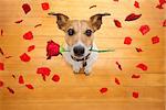 Jack russell dog in love on valentines day, rose in mouth, with sunglasses and cool gesture,isolated on wood background