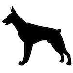 Silhouette of a dog.Vector illustration of doberman pinscher. Bloodhound