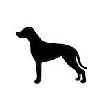 Black and white silhouette of a dog. Pointer or Pinscher. On the hunt